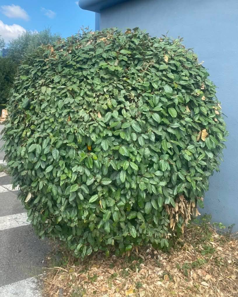 Arbuste taillé en boule (topiaire) par BUSATI PAYSAGISTE en Seine-Maritime (76)